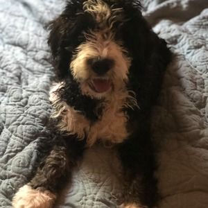 Meet your Posher, Margot